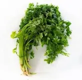 Culantro fino